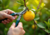 Mains taillant un citronnier en plein jour